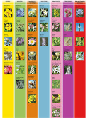 Impatiens - Impatiens